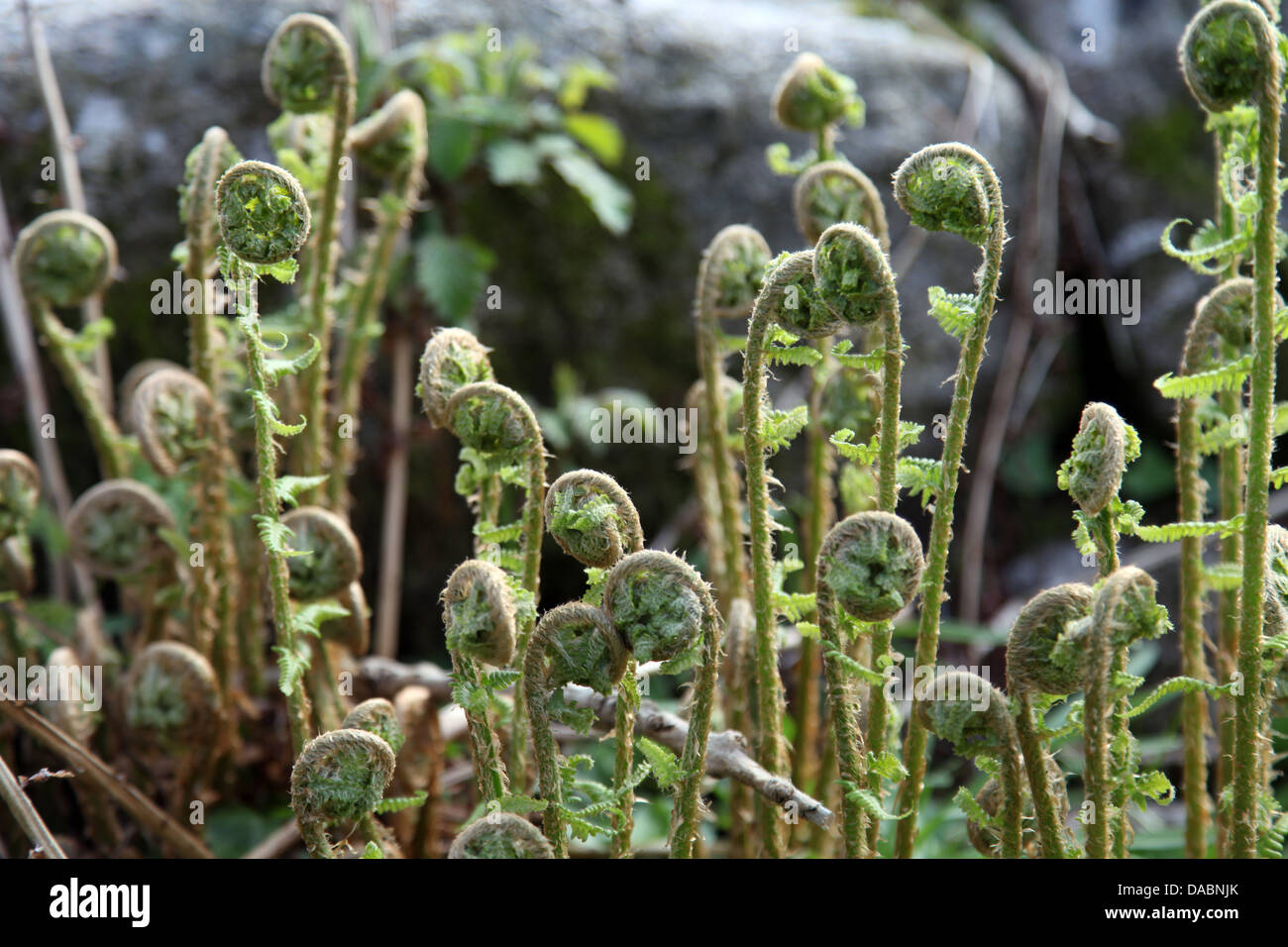 Young bracken shoots, Dartmoor National Park, Devon, England, United Kingdom, Europe Stock Photo