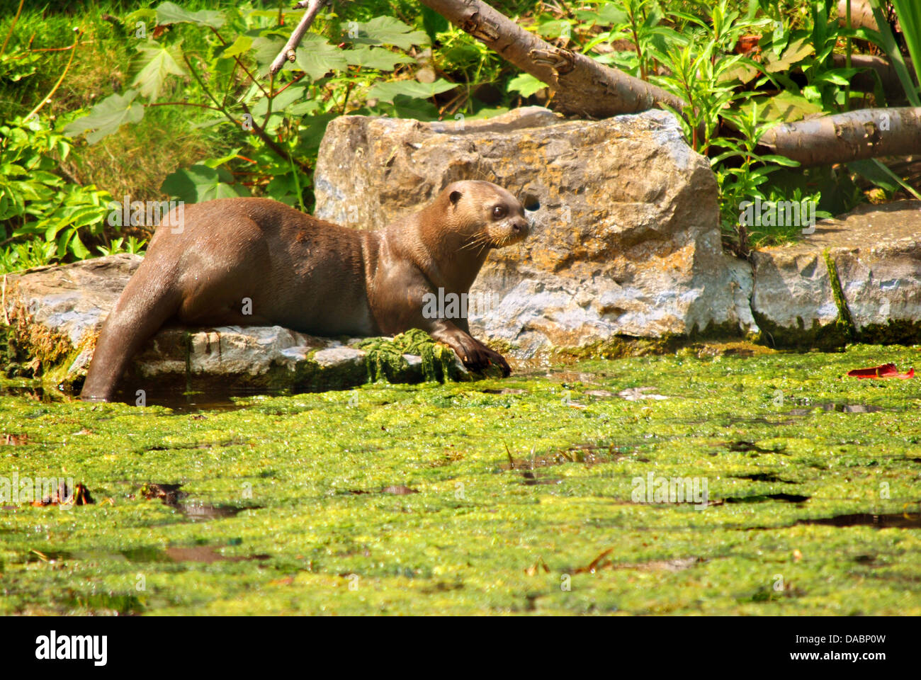 Giant Otter Latin name Pteronura brasiliensis Stock Photo - Alamy