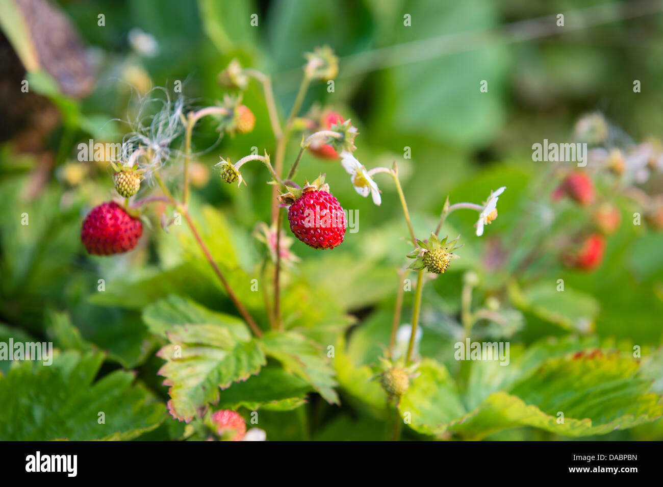 Alpine Strawberry Plants Stock Photo Alamy