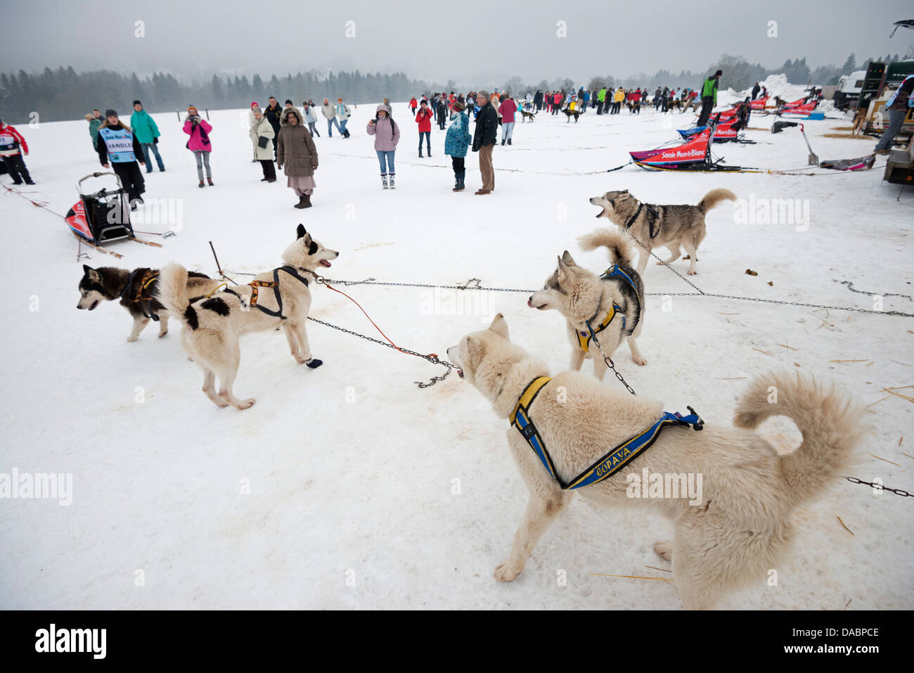Huskies at an international dog sled race, La Grande Odyssee Savoie Mont Blanc, Haute Savoie, France, Europe Stock Photo