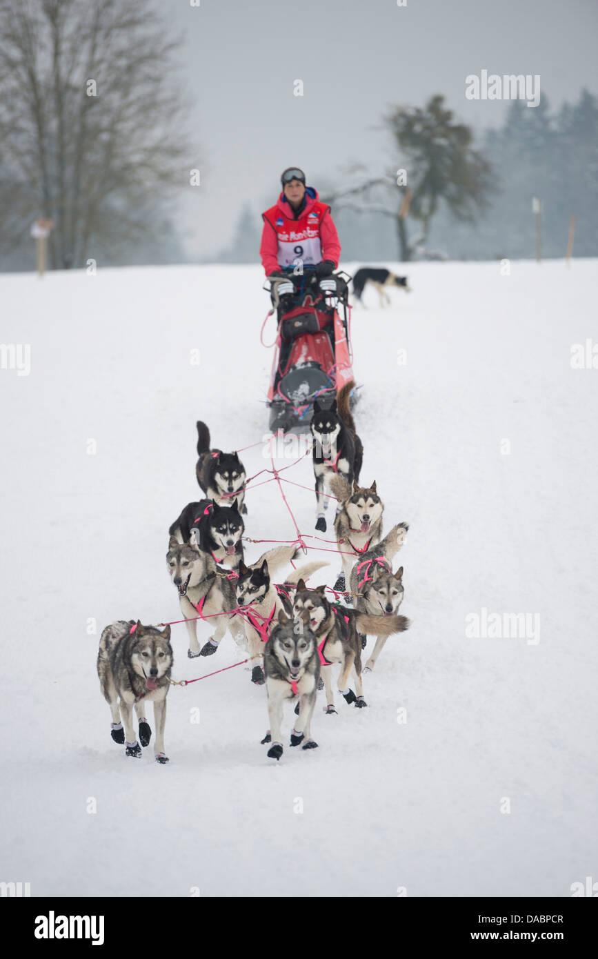 Husky dogs and musher, international dog sled race, La Grande Odyssee Savoie Mont Blanc, Haute-Savoie, France, Europe Stock Photo