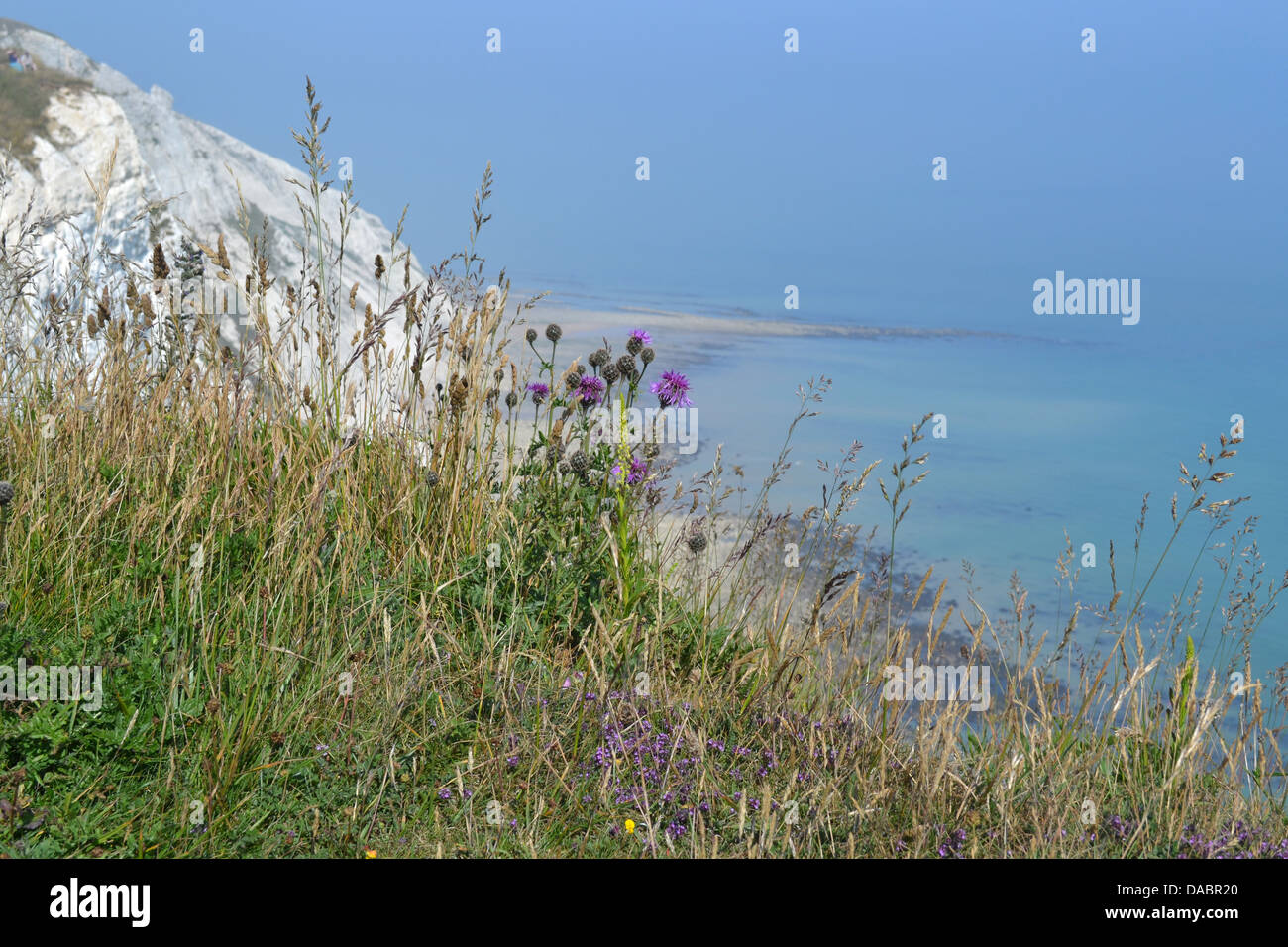 Flowers on cliff top, Beachy Head, Eastbourne, Sussex, England Stock Photo Alamy