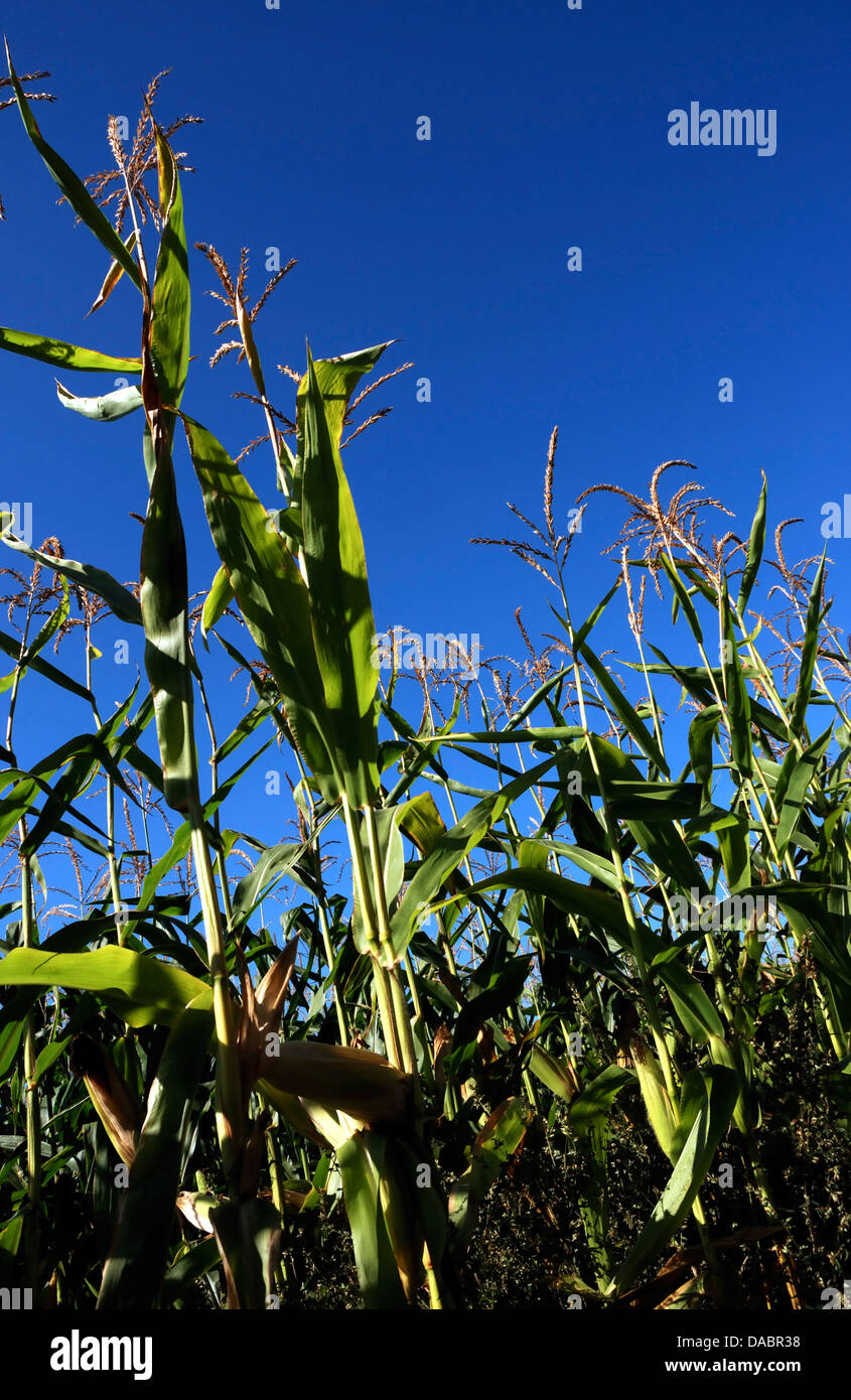 field of corn Stock Photo