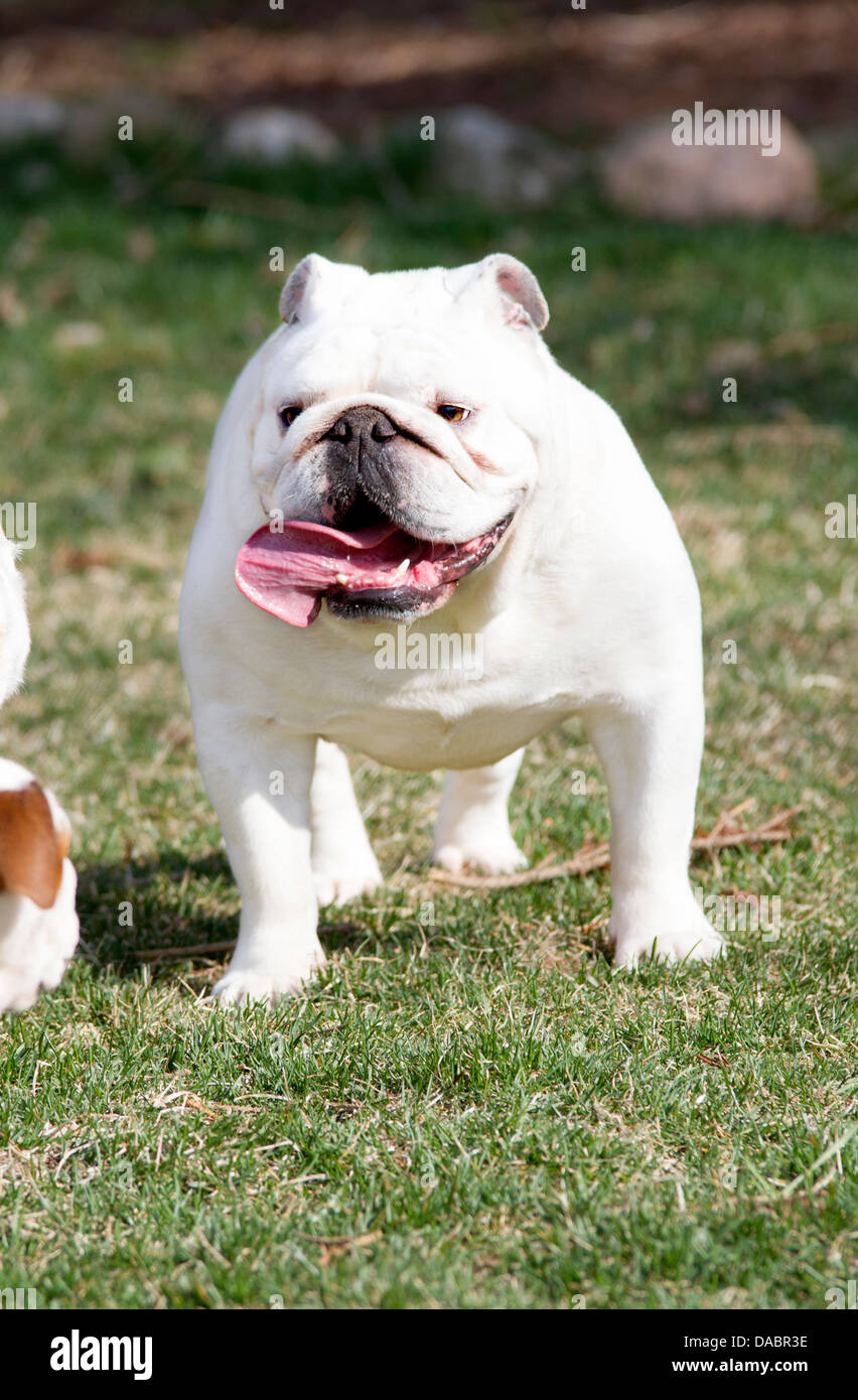 White English Bulldog outside in the grass Stock Photo