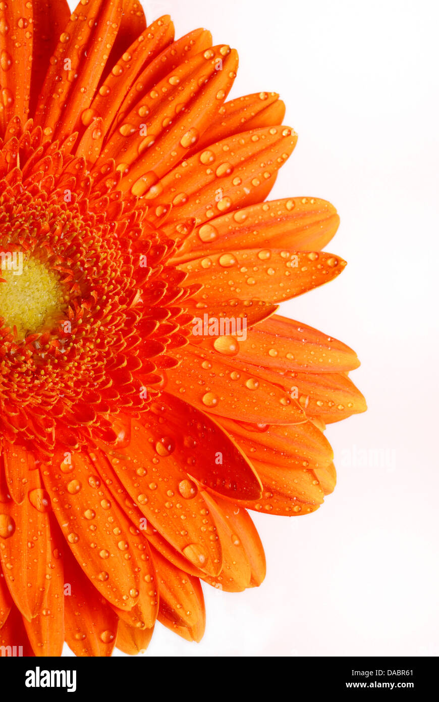Gerbera daisy Stock Photo