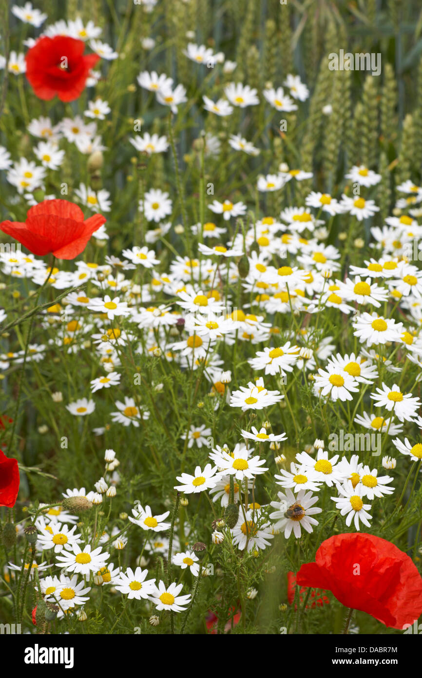 Oxeye daisies, Ox eye daisies, Leucanthemum vulgare and poppies Papaver rhoeas at Cranborne, Dorset UK in July Stock Photo
