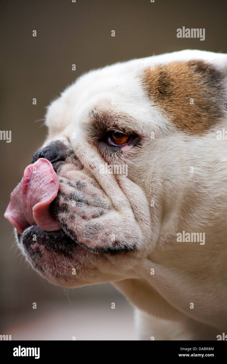 Yum that was good.  English Bulldog licking her mouth and nose. Stock Photo