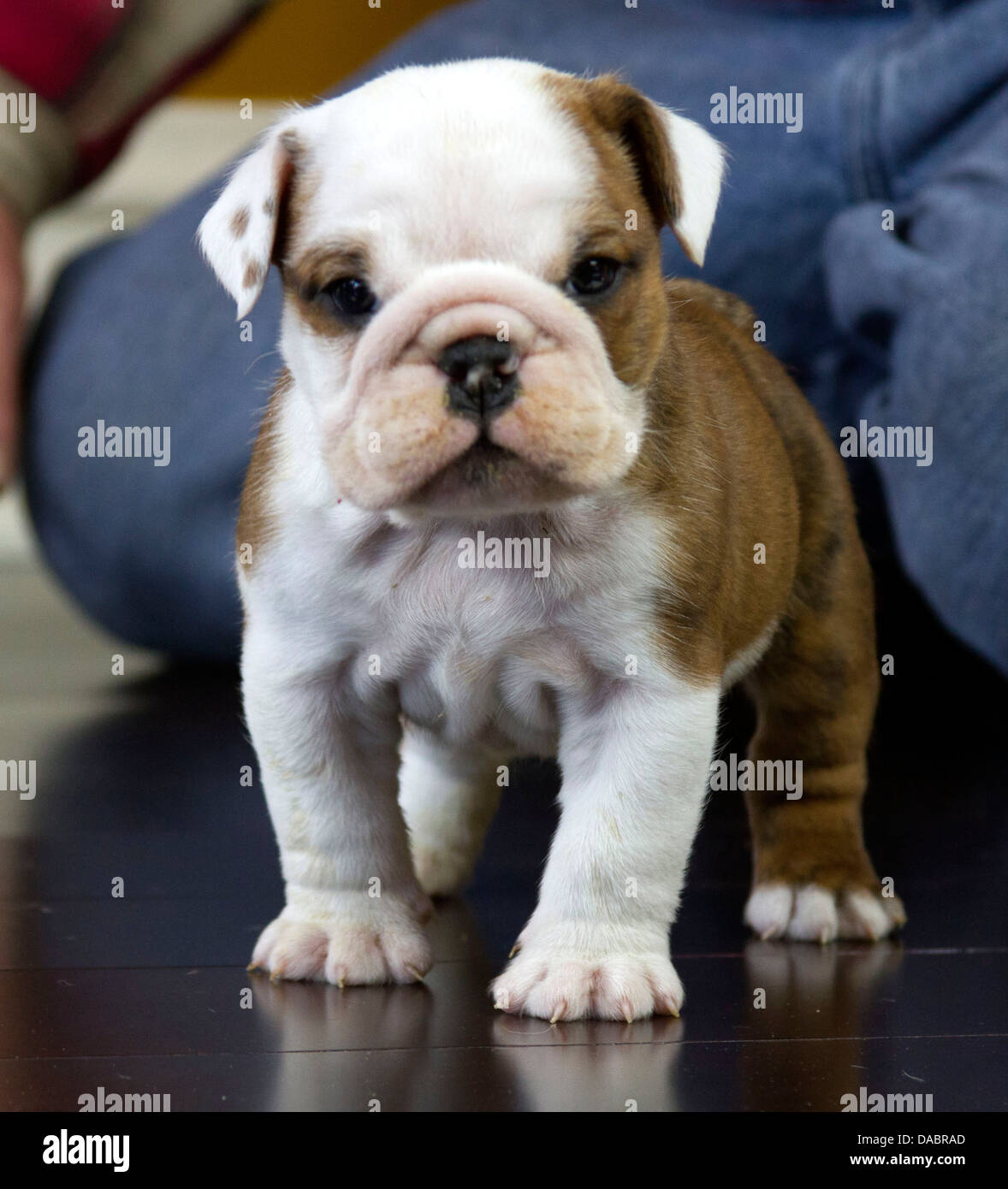 English Bulldog puppy standing looking at the camera Stock Photo