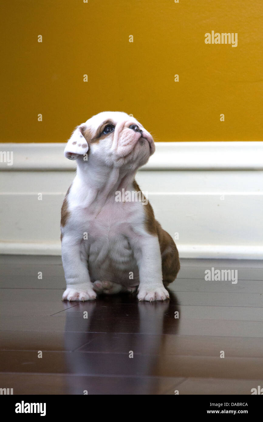 English Bulldog Puppy sitting on a wood floor looking up Stock Photo