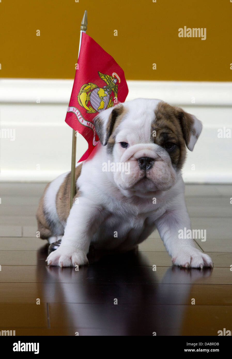 English Bulldog puppy sitting with a Marine flag of a wood floor Stock Photo