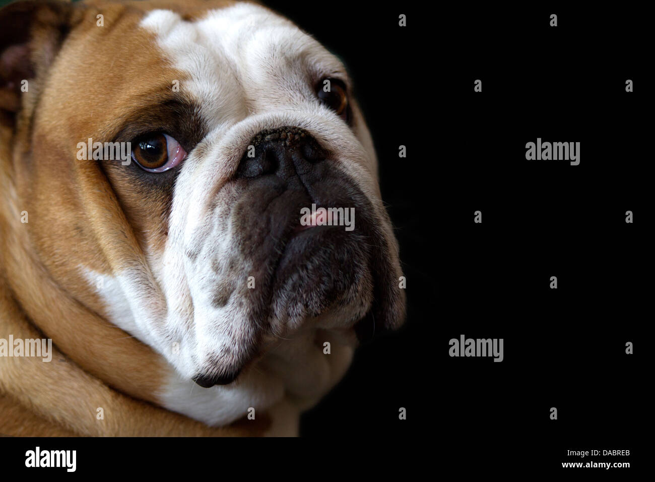 Profile view of a female English Bulldog with black background Stock Photo