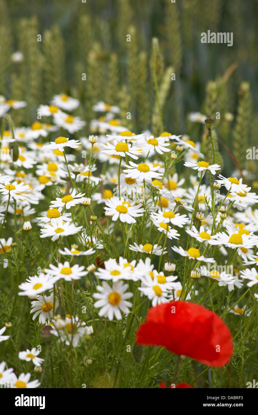 Oxeye daisies, Ox eye daisies, Leucanthemum vulgare and single poppy Papaver rhoeas at Cranborne, Dorset UK in July Stock Photo