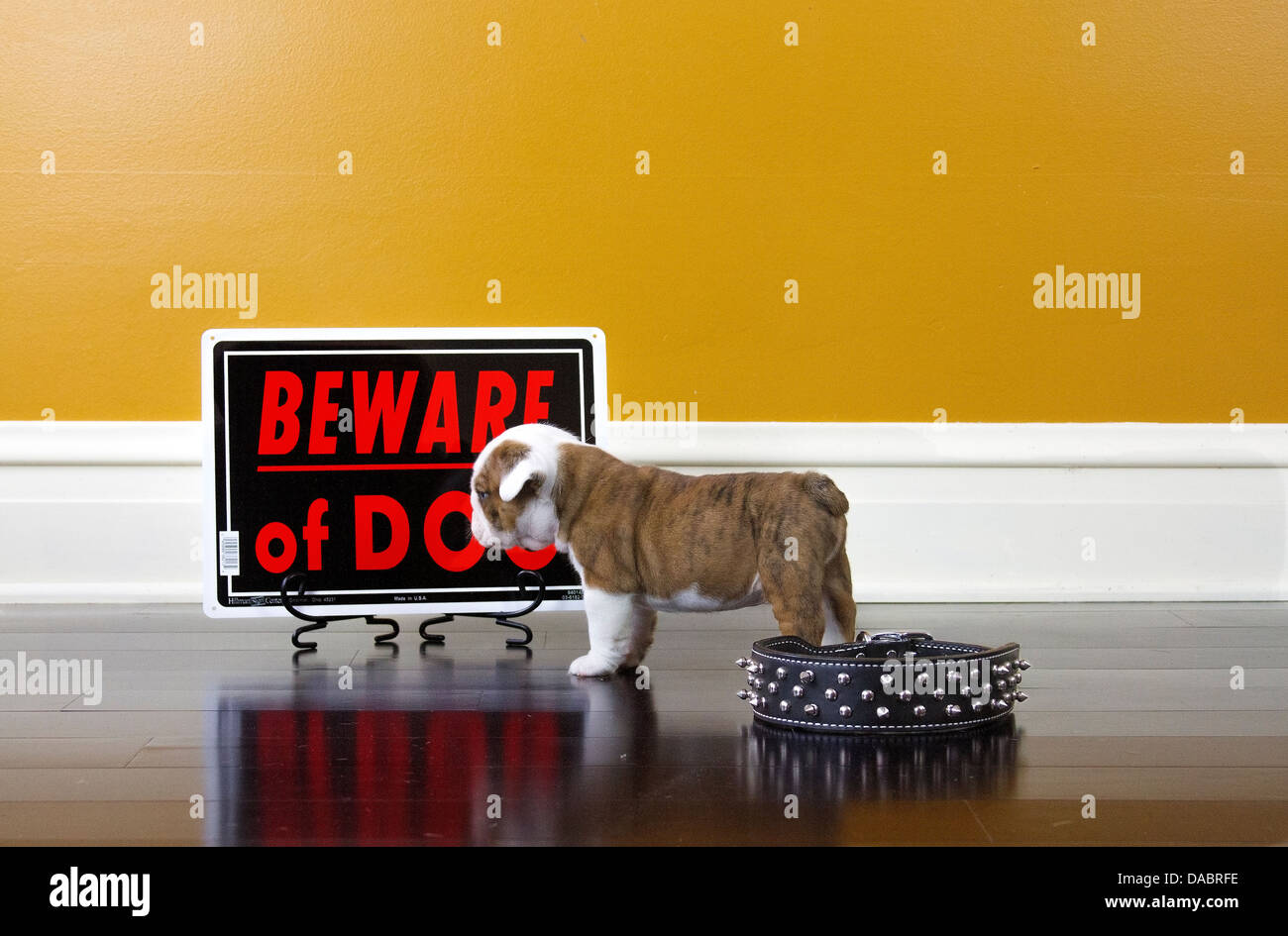 Bulldog puppy standing in front of a Beware of Dog sign with black spiked collar on the floor Stock Photo