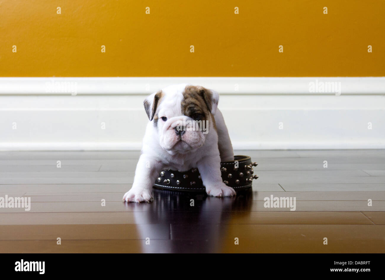 English Bulldog Puppy standing over his fathers spiked collar standing on a wood floor Stock Photo