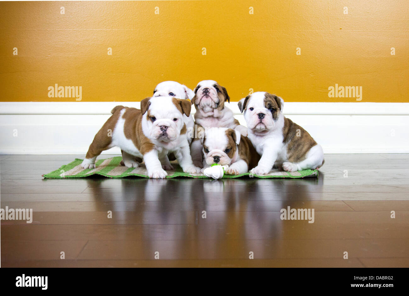 5 English Bulldog Puppies poising for a picture Stock Photo