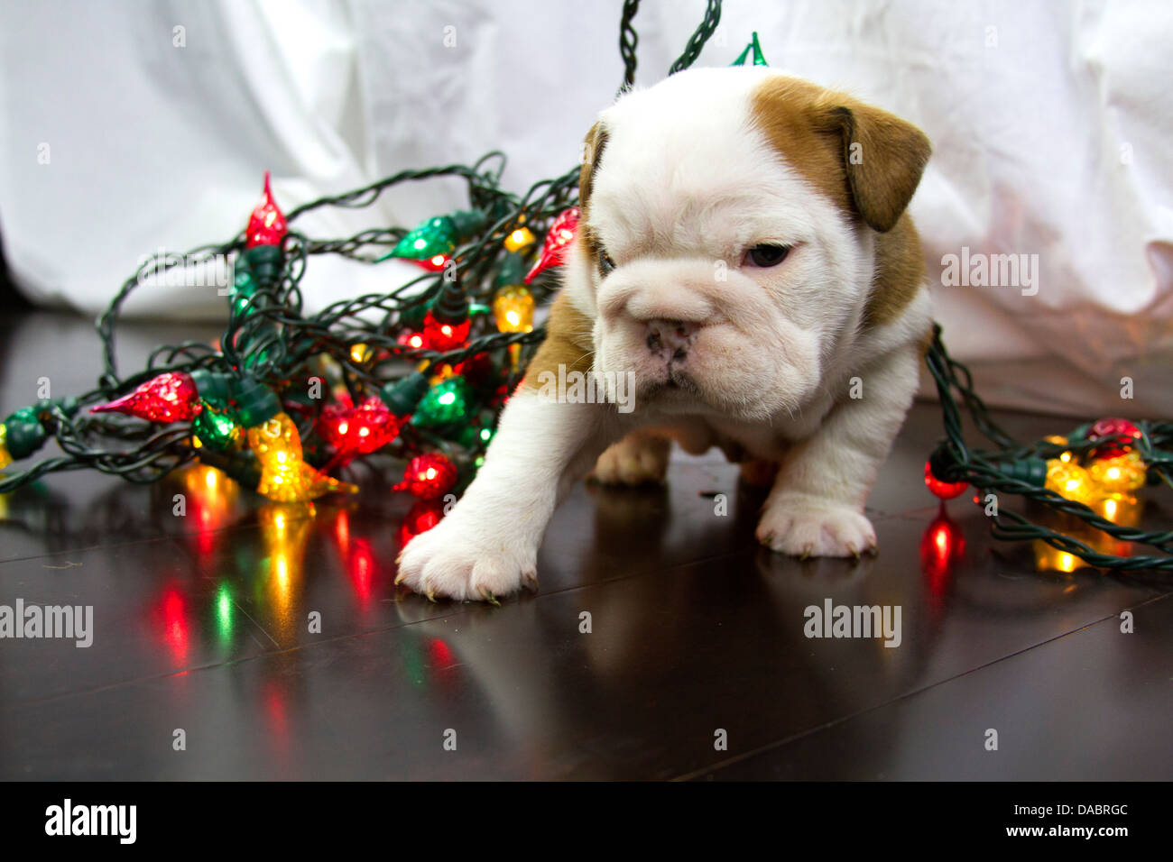 Baby English Bulldog puppy tangled up in Christmas lights on wood floor Stock Photo