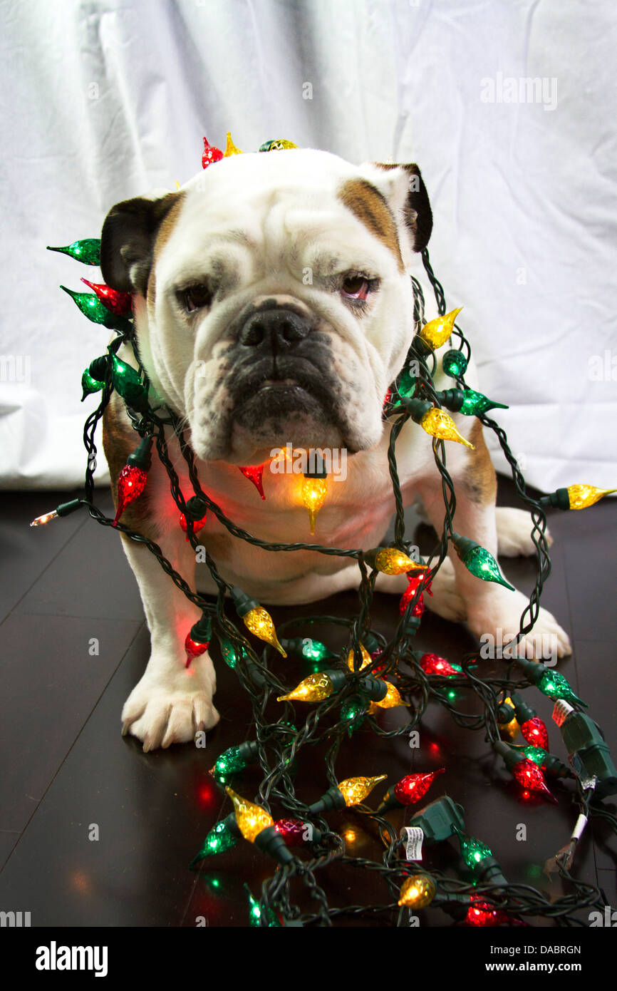 Female English Bulldog wrapped in red green and yellow Christmas lights sitting on a wood floor. Stock Photo