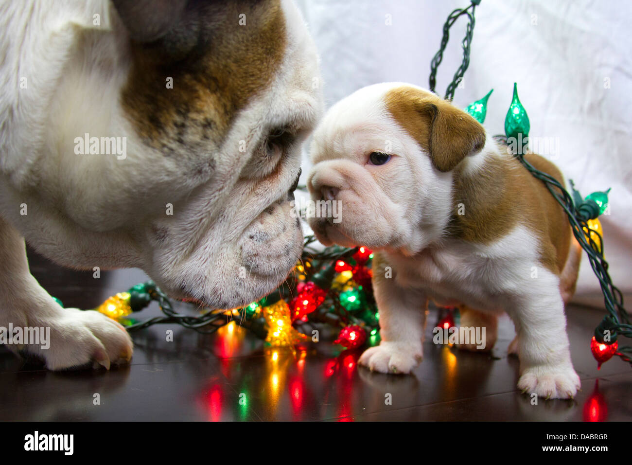 Two English Bulldogs wrapped up in Christmas lights on a wood floor Stock Photo