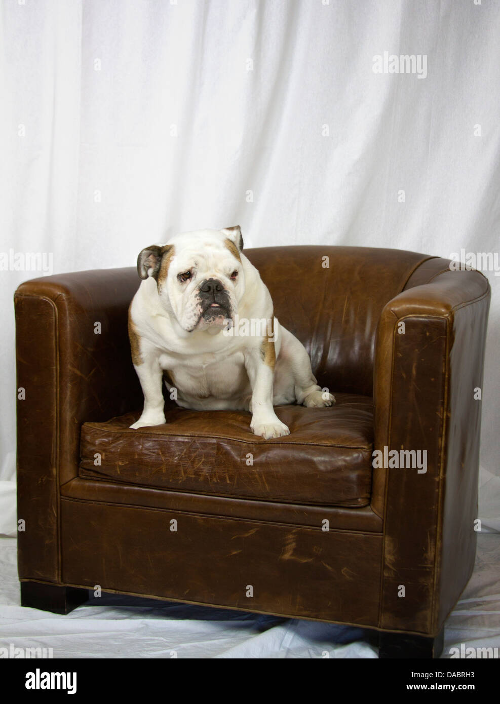 English Bulldog sitting on a leather chair looking pretty Stock Photo