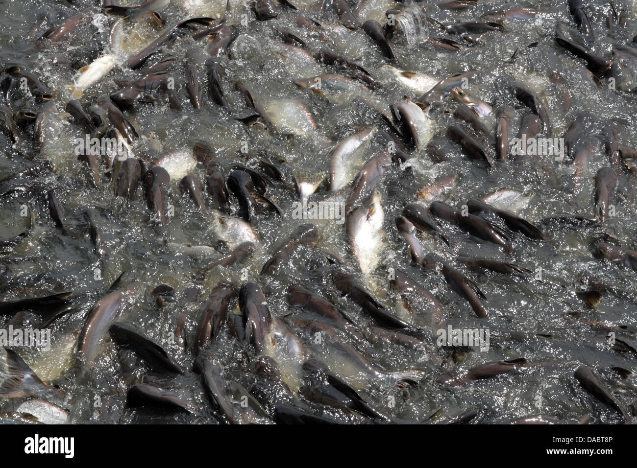Giant catfish hi-res stock photography and images - Page 2 - Alamy