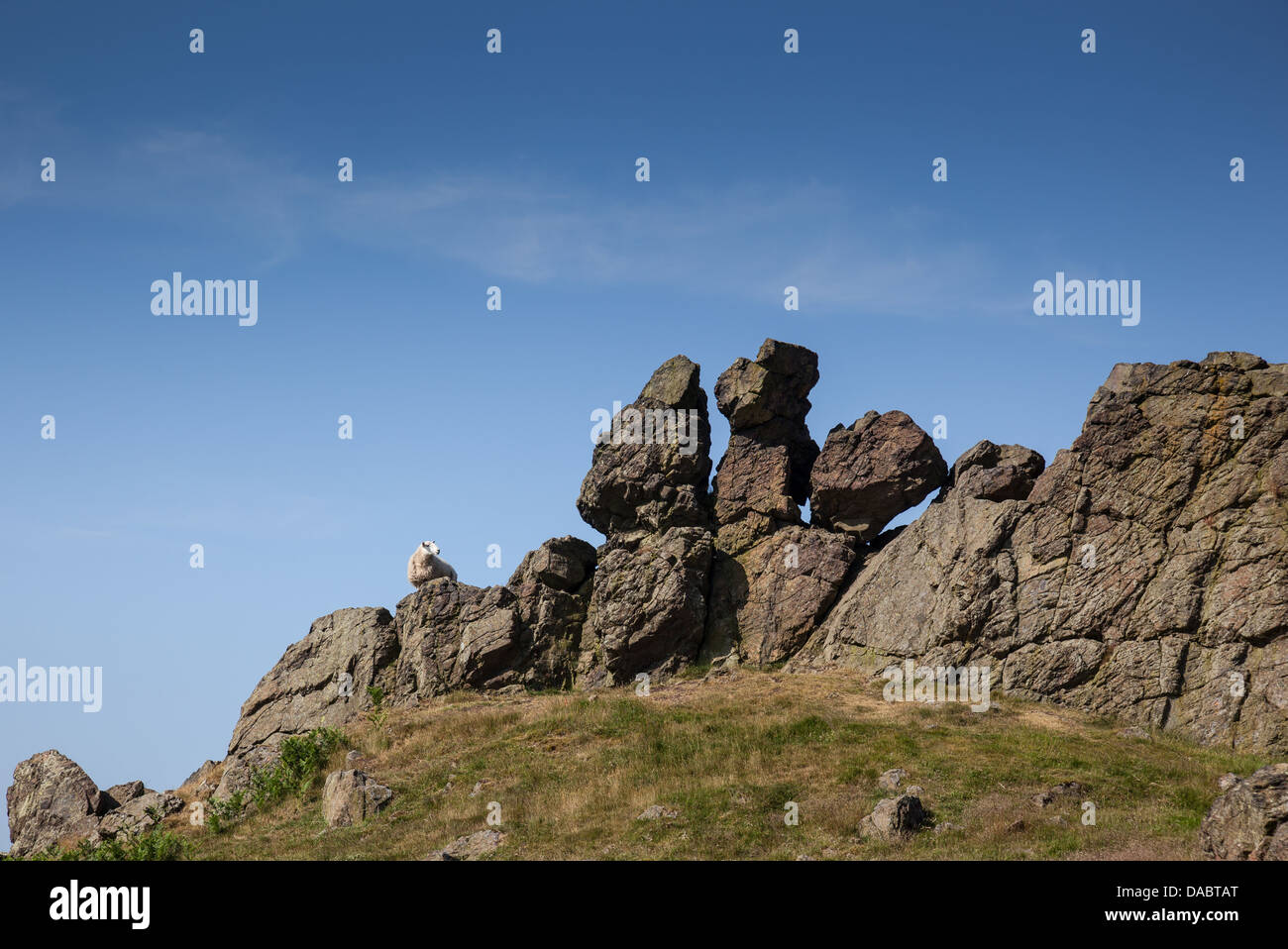 Three Fingers Rock on Caer Caradoc hill near Church Stretton, Shropshire, with sheep standing and looking Stock Photo