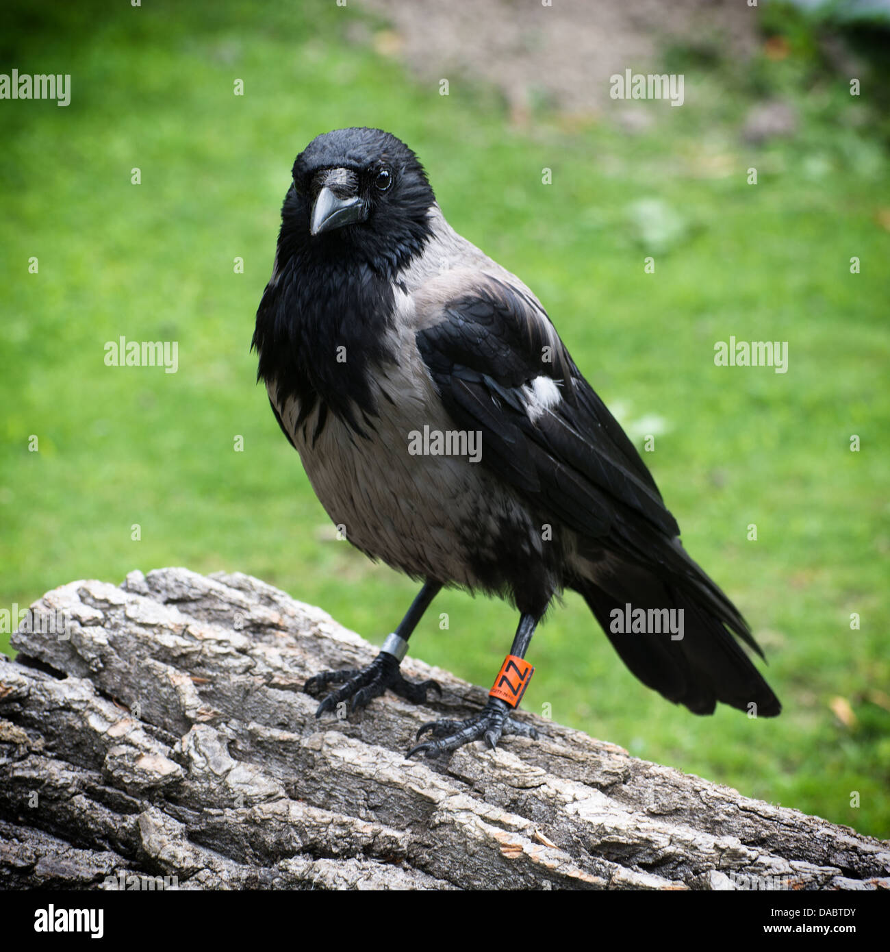 Hoodiecrow corvus corone cornix hi-res stock photography and images - Alamy