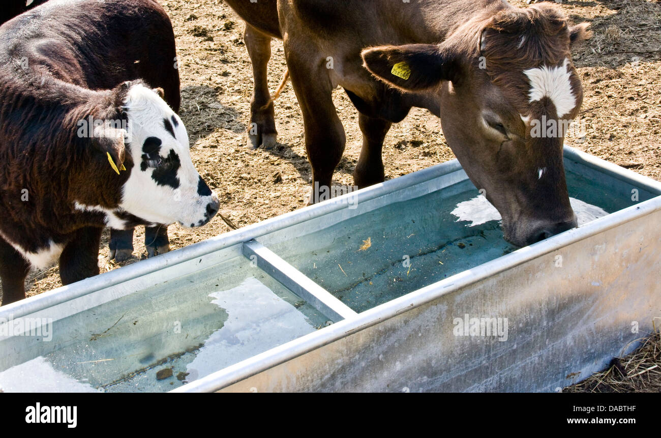 Cow and calf cattle farm animals at water drinking trough Malvern Hills  Worcestershire England Europe Stock Photo - Alamy