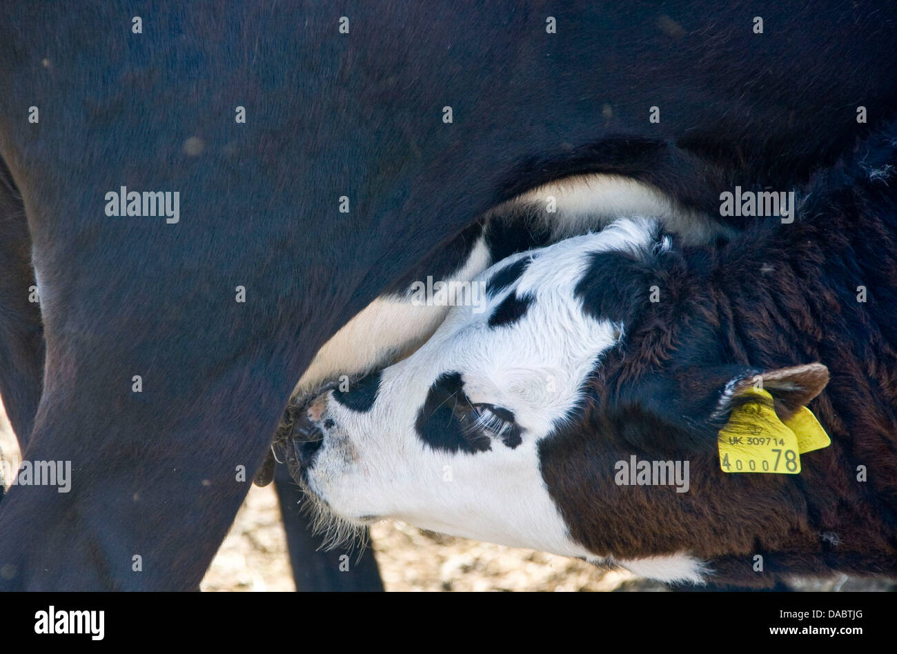 Cattle farm animals calf suckling drinking from cows udder teat Malvern Hills Worcestershire England Europe Stock Photo