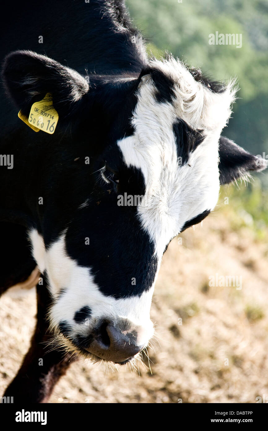 Head of black and white tagged cow cattle farm animal Malvern Hills Worcestershire England Europe Stock Photo