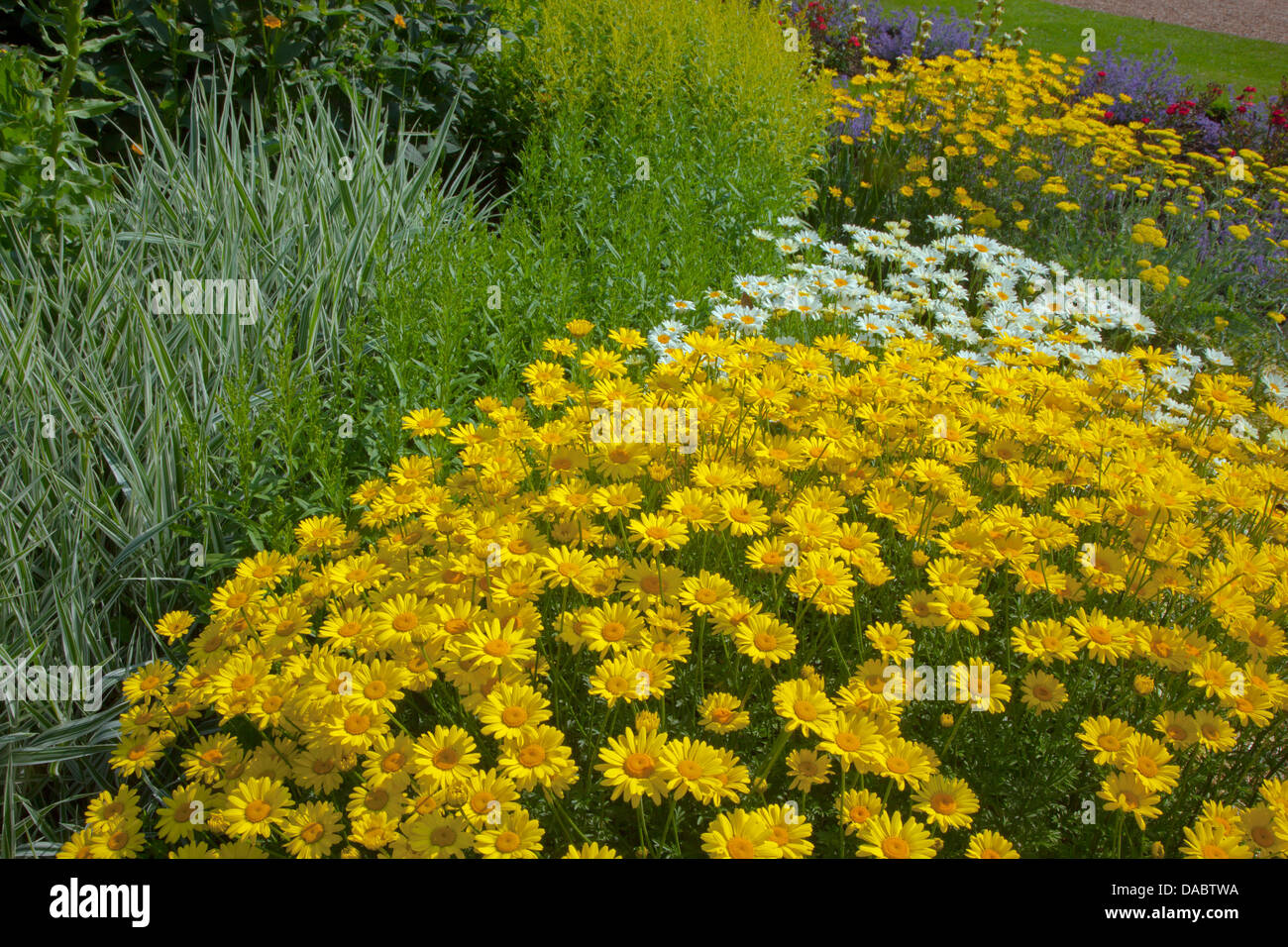 Anthemis Tinctoria E.C.Buxton in Herbaceous bed July Stock Photo
