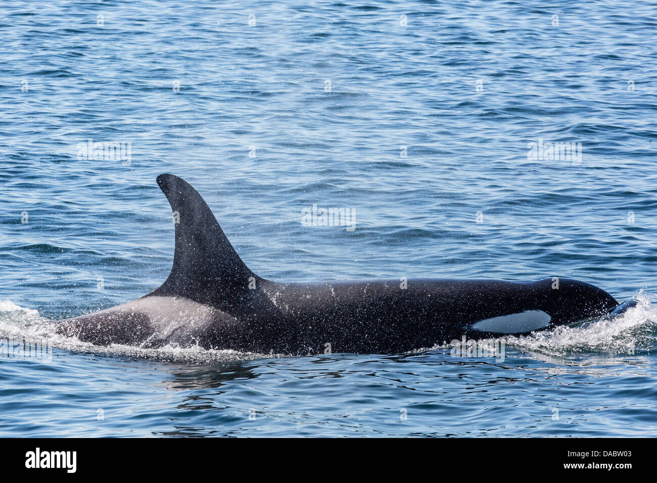 Resident killer whale, Orcinus orca, Cattle Pass, San Juan Island, Washington, United States of America, North America Stock Photo