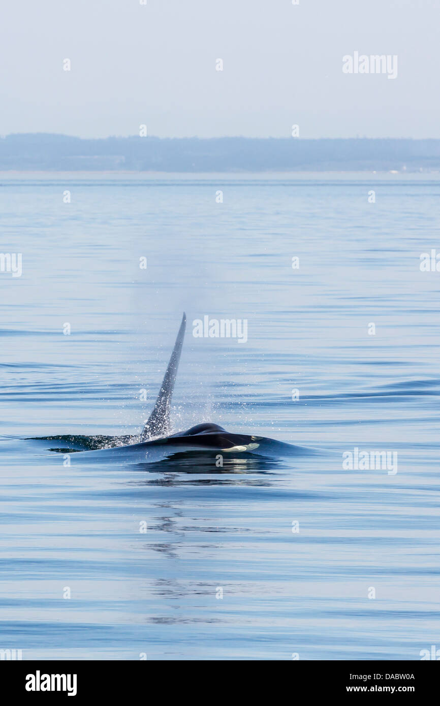 Resident killer whale bull, Orcinus orca, Cattle Pass, San Juan Island, Washington, United States of America, North America Stock Photo