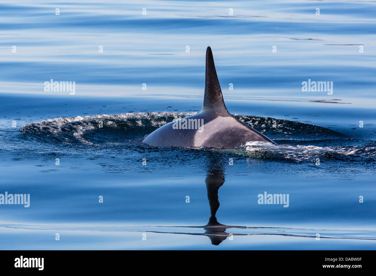 Resident killer whale, Orcinus orca, Cattle Pass, San Juan Island, Washington, United States of America, North America Stock Photo