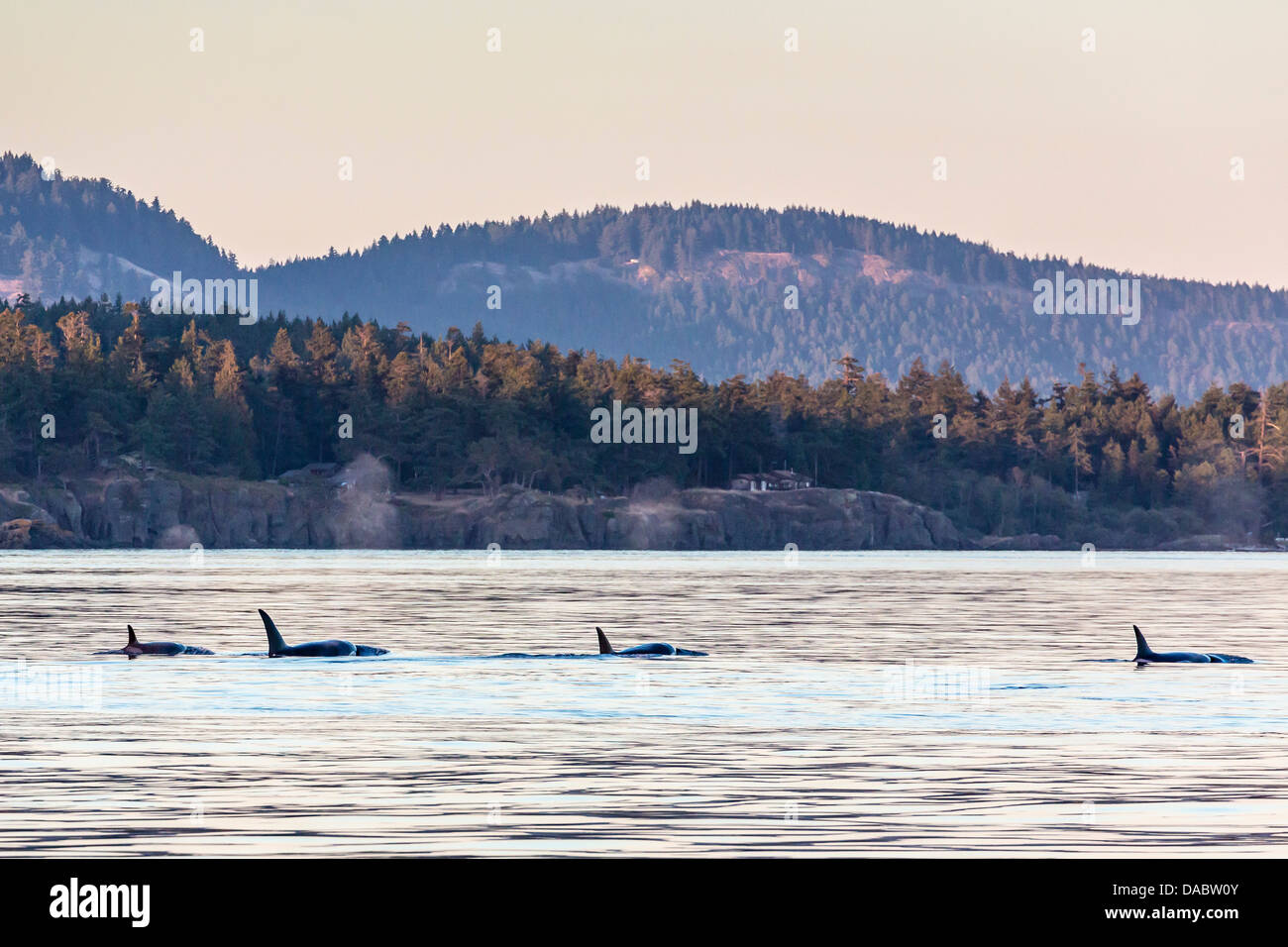 Transient killer whales (Orcinus orca), Haro Strait, Saturna Island, British Columbia, Canada, North America Stock Photo