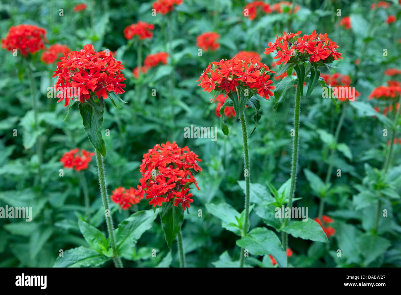 Maltese Cross Flowers Lychnis chalcedonica in Herbaceous bed July Stock Photo