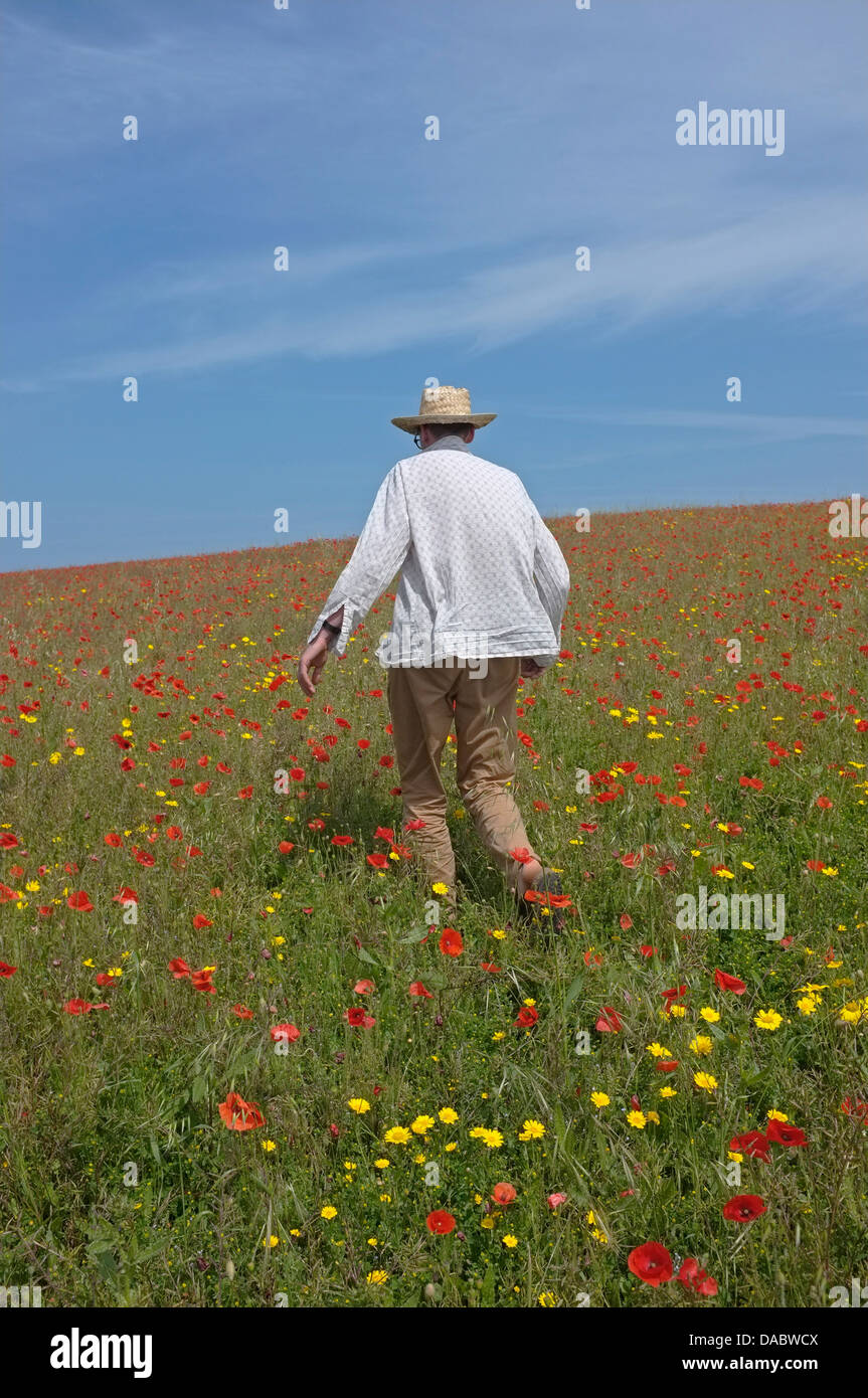 A man walks through a poppy field on the side of a hill in Cornwall Stock Photo