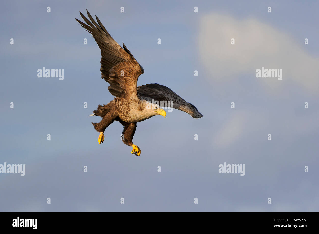 White tailed eagle animals hi-res stock photography and images - Alamy