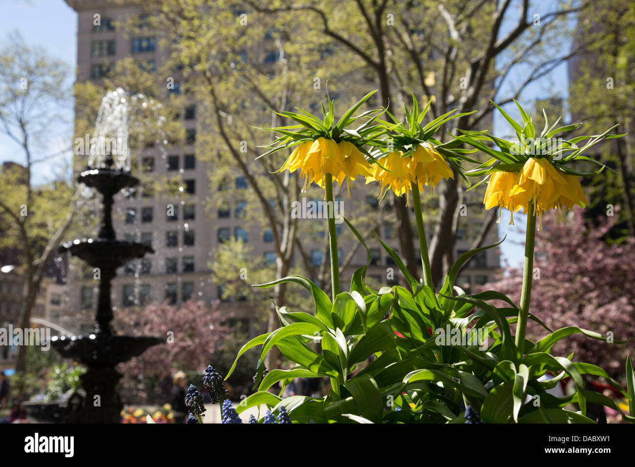 Flowers In Bloom On A Sunny Day Near Fountain Madison Square Park Nyc Stock Photo Alamy Flowers In Bloom On A Sunny Day Near Fountain Madison Square Park Nyc Stock Photo Alamy