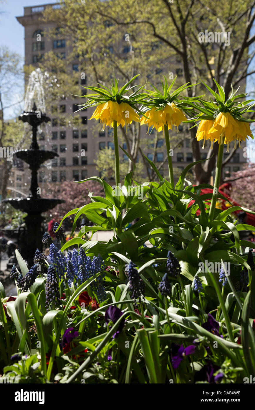 Flowers In Bloom On A Sunny Day Near Fountain Madison Square Park Nyc Stock Photo Alamy Flowers In Bloom On A Sunny Day Near Fountain Madison Square Park Nyc Stock Photo Alamy