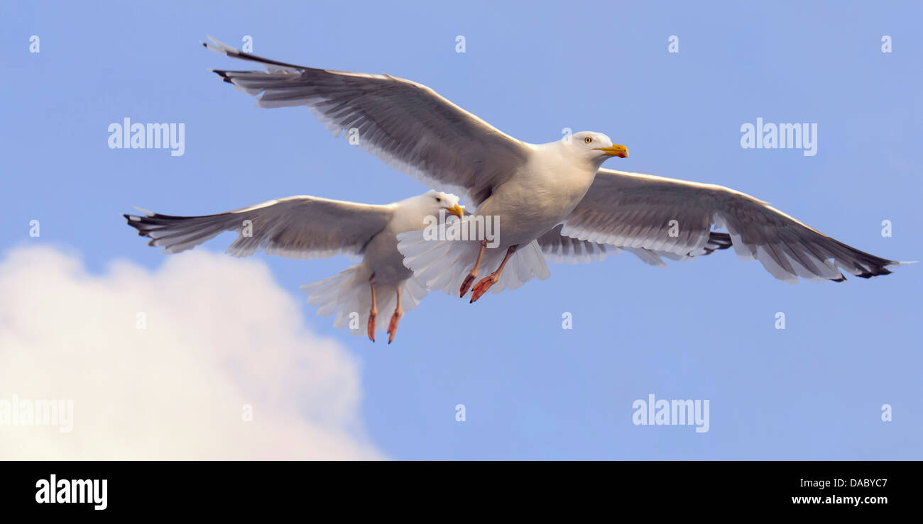 european herring gulls, larus argentatus, norway Stock Photo