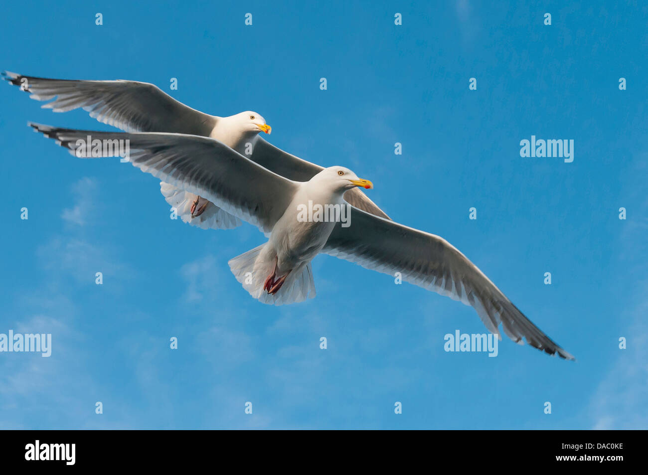 european herring gulls, larus argentatus, norway Stock Photo