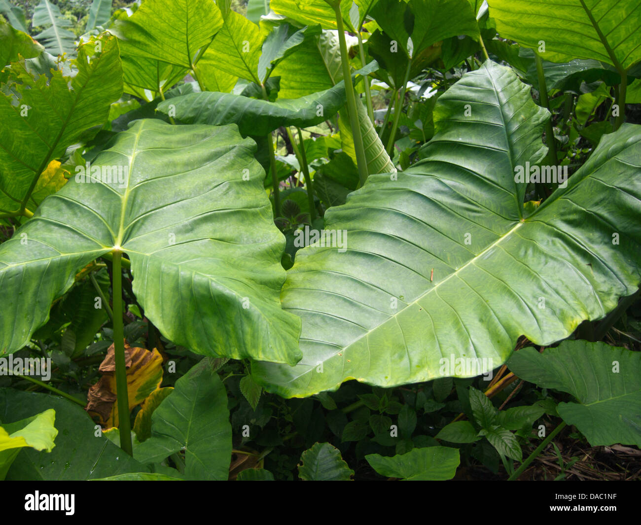 Big leaves rainforest fauna Stock Photo 58042475 Alamy