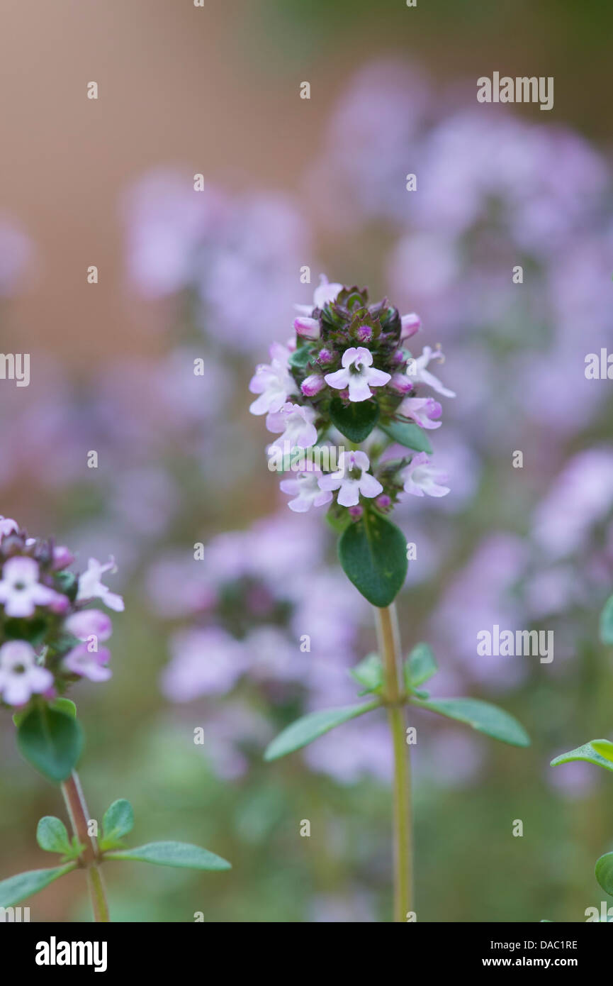Thymus vulgaris common thyme hires stock photography and images Alamy