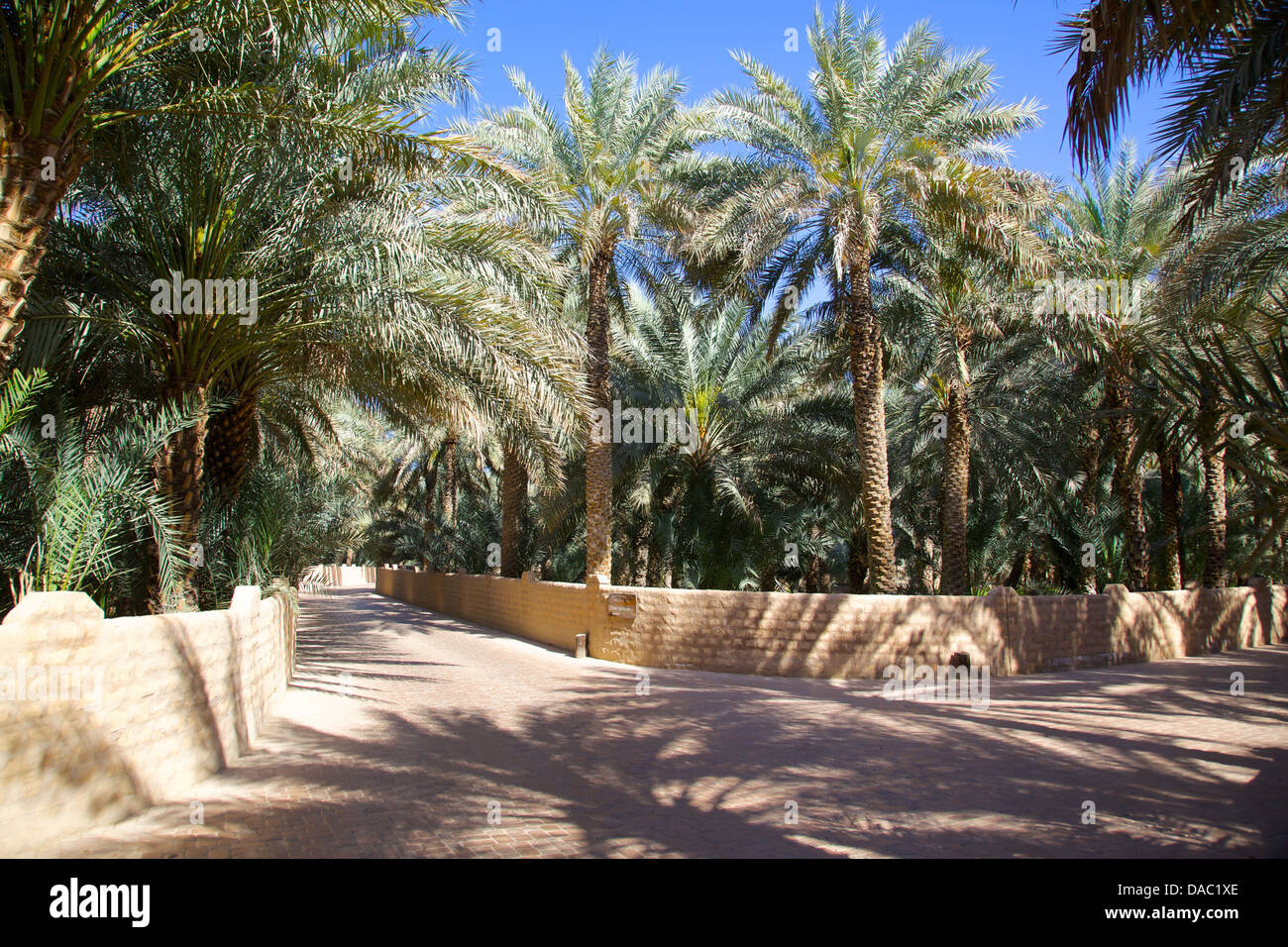 Oasis, Al Ain, Abu Dhabi, United Arab Emirates, Middle East Stock Photo