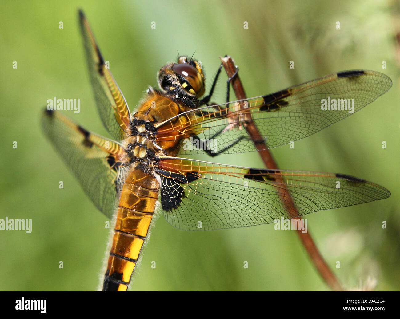 Detailed macro image of a Four-spotted Chaser (Libellula quadrimaculata)  dragonfly Stock Photo