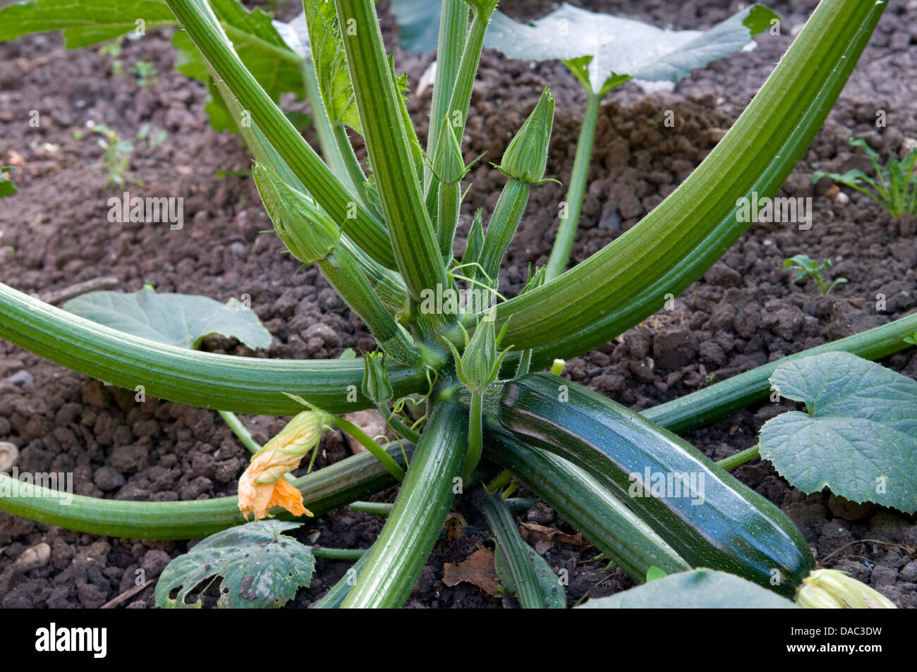 Organic courgette plant Stock Photo