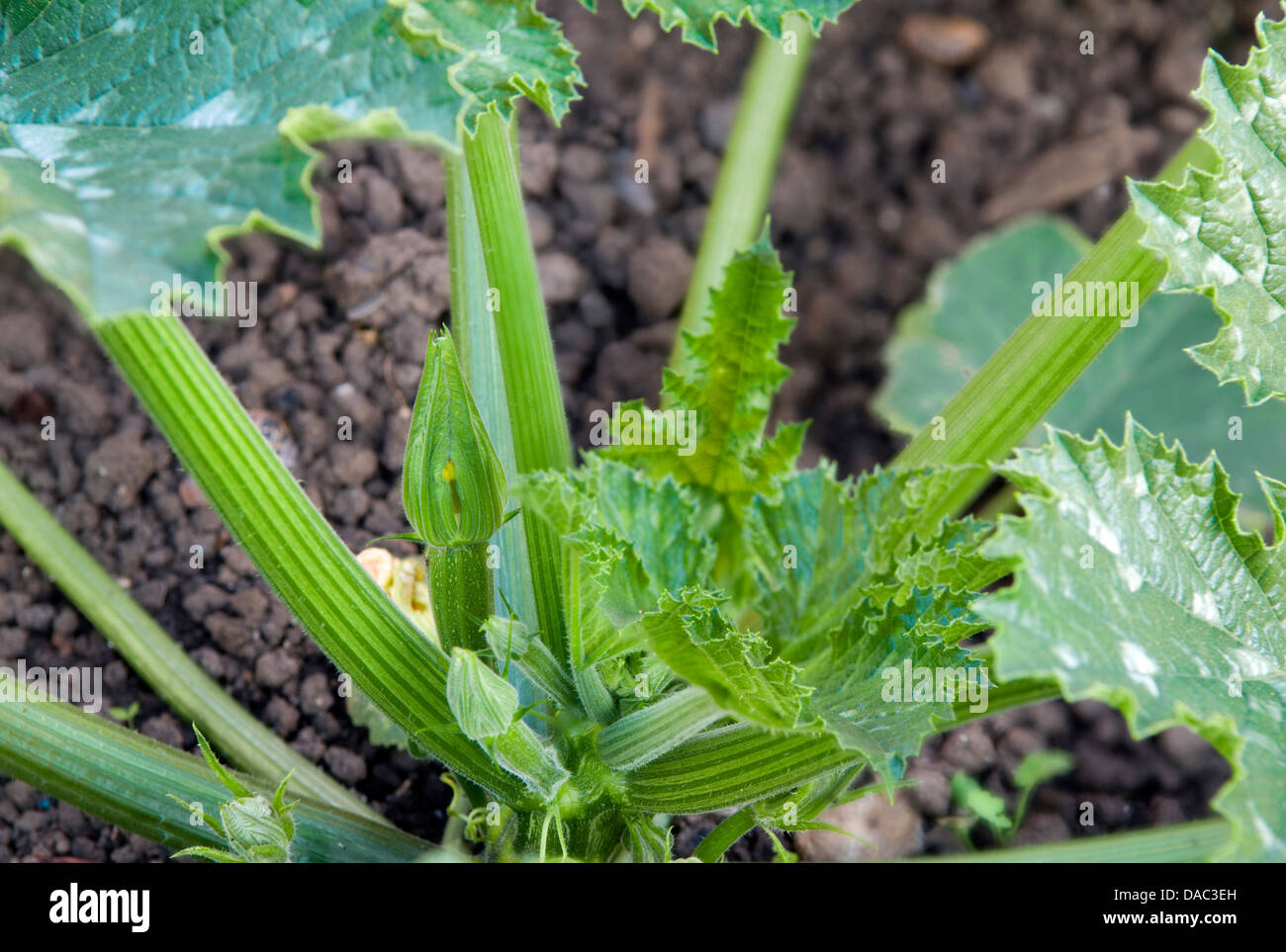 Organic courgette plant Stock Photo