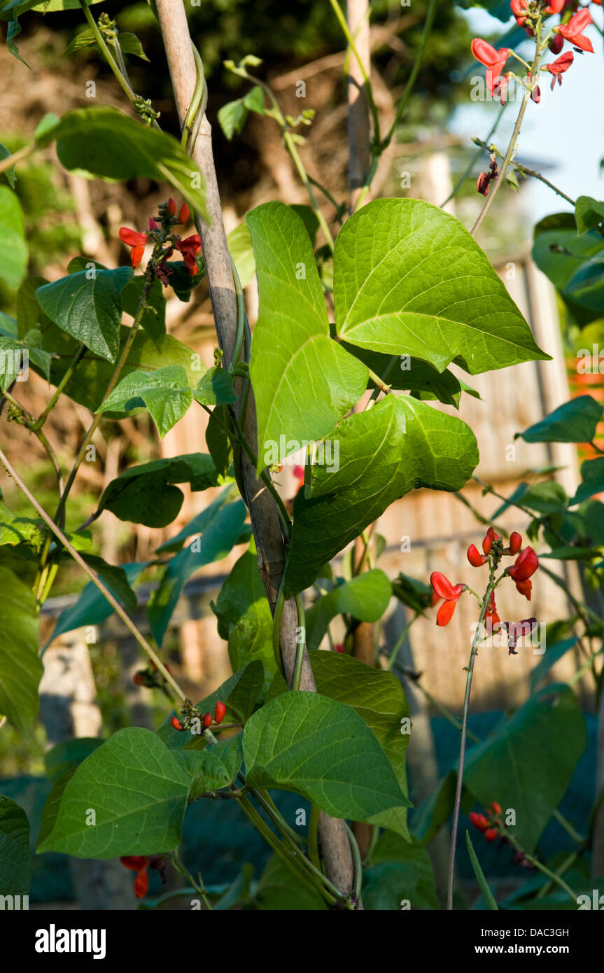 Organic home grown runner bean plants growing up canes in garden in Bristol, uk Stock Photo