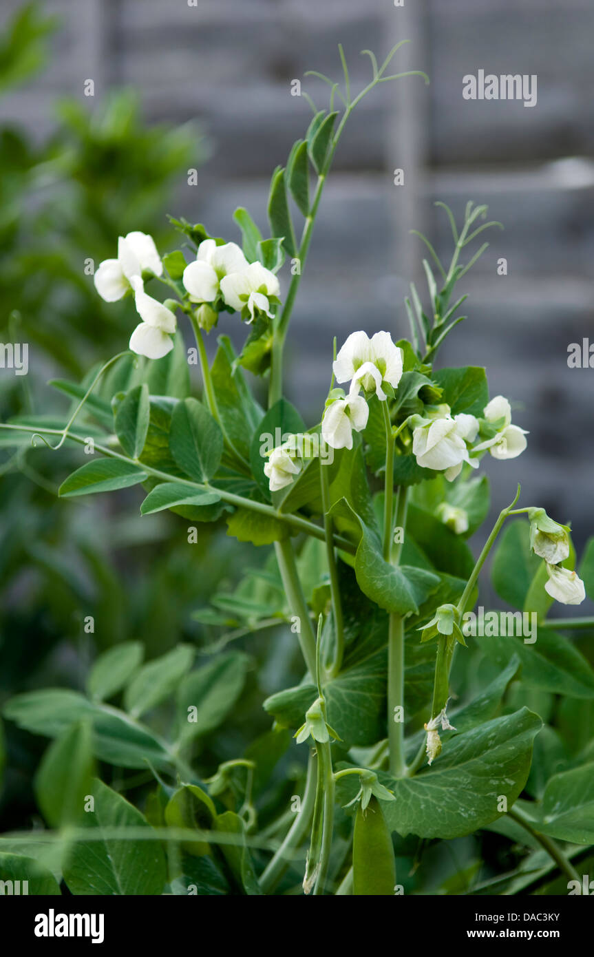 Pea plants growing in garden Stock Photo Alamy