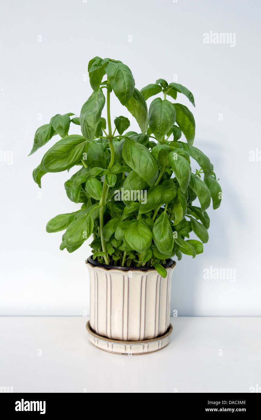 Basil plant in pot Stock Photo Alamy